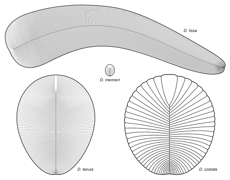 The Importance Of Dickinsonia In Understanding Early Life