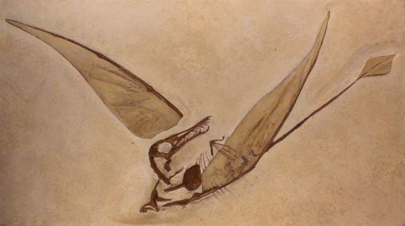 The Significance Of Eotephradactylus McIntireae In Pterosaur Evolution