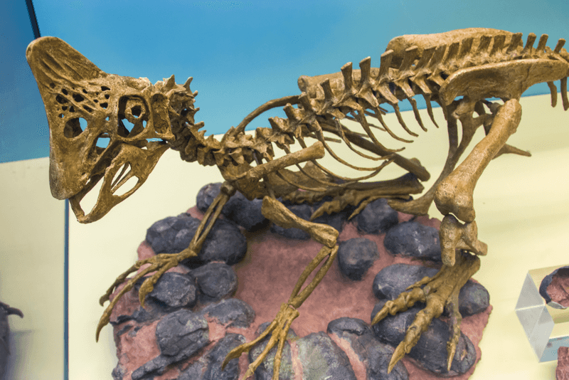 Identifying The Parent Dinosaur Oviraptor Philoceratops