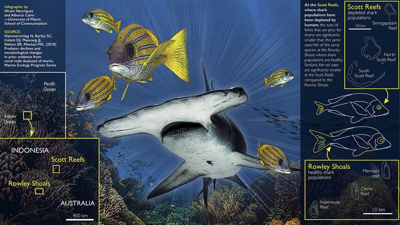 The Importance Of Body Size Data In Understanding Marine Life
