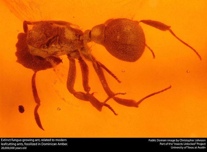 The Significance Of Fossilized Insects In Understanding Ancient Parasitism