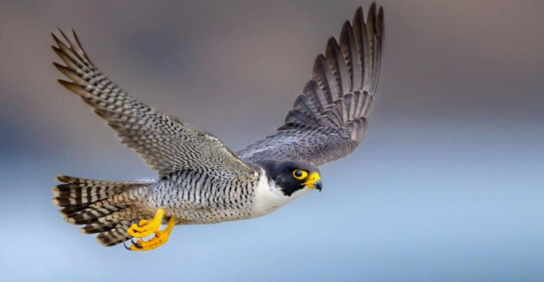 How The Peregrine Falcon Dominates The Skies At 240 Miles Per Hour