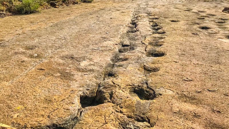 What The 200+ Tracks Reveal About Prehistoric Life