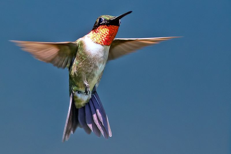 What Makes Texas A Prime Spot For Hummingbirds?
