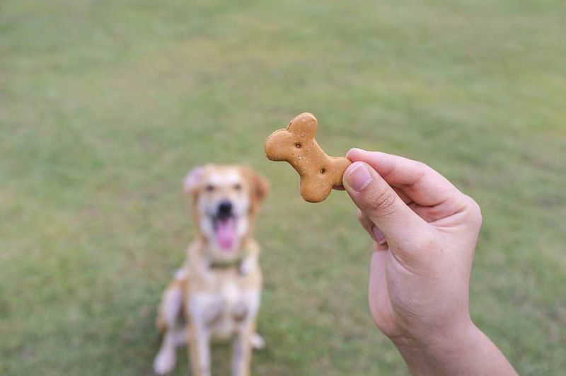 Use High-Value Treats