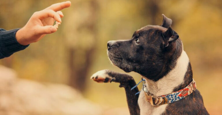 How To Get Your Dog To Stop Ignoring You