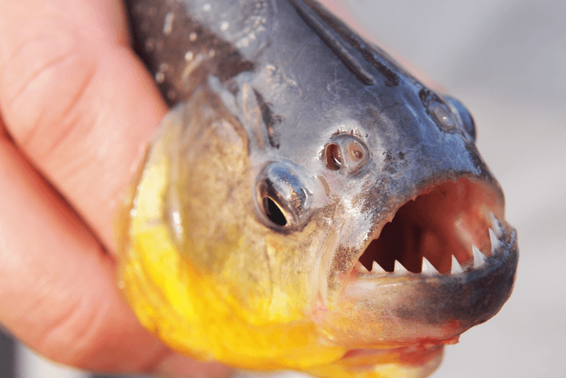 What To Do When You Catch Fish With Sharp Teeth Or Fangs