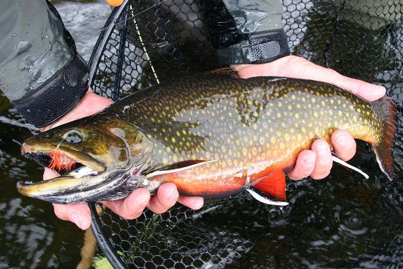 Best Practices For Handling Popular Fish Species Like Bass, Trout, And Pike