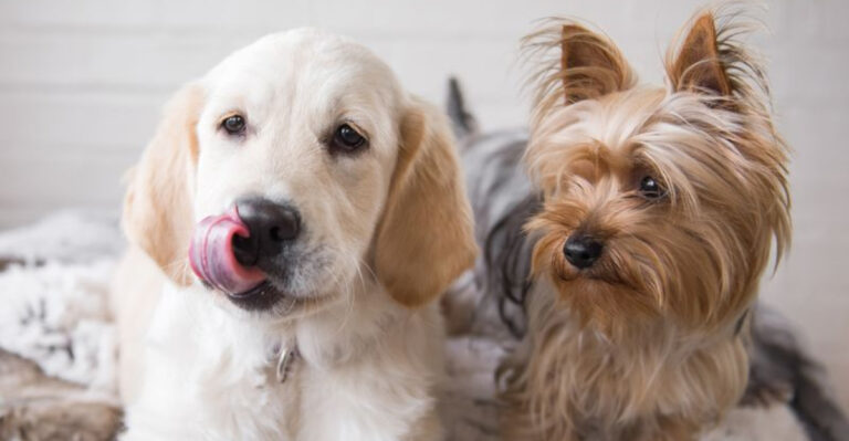 How To Introduce A Puppy To An Older Dog, And When To Be Concerned