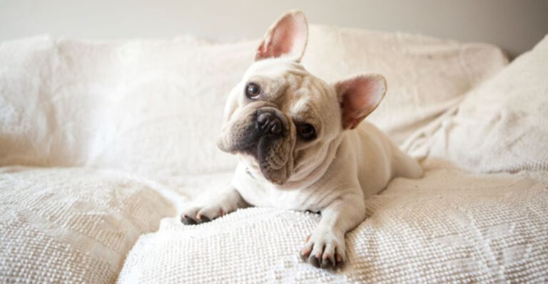 How To Keep A French Bulldog Happy In An Apartment