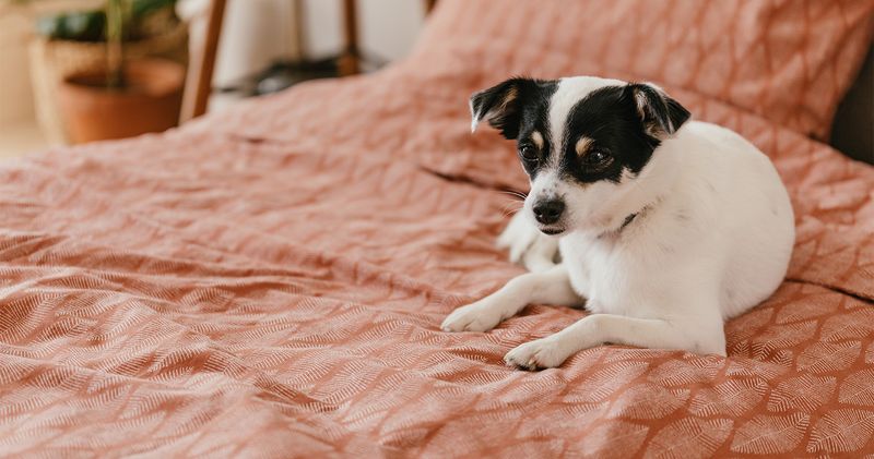 Recognizing Behavioral Changes During Your Dog's 3-3-3 Journey