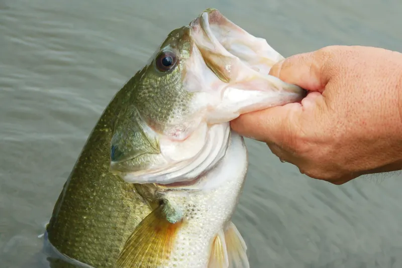 Gripping And Landing Fish Without A Net