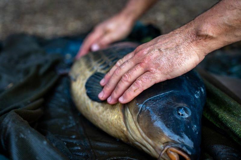 Handling Fish With Slippery Skin: Tips For A Secure Grip