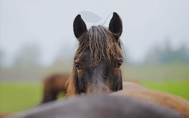 What A Horse's Eyes And Ears Can Tell You