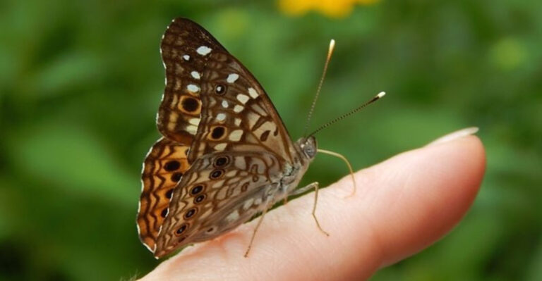 How To Tell If That Butterfly In Your Yard Is A Hackberry Emperor