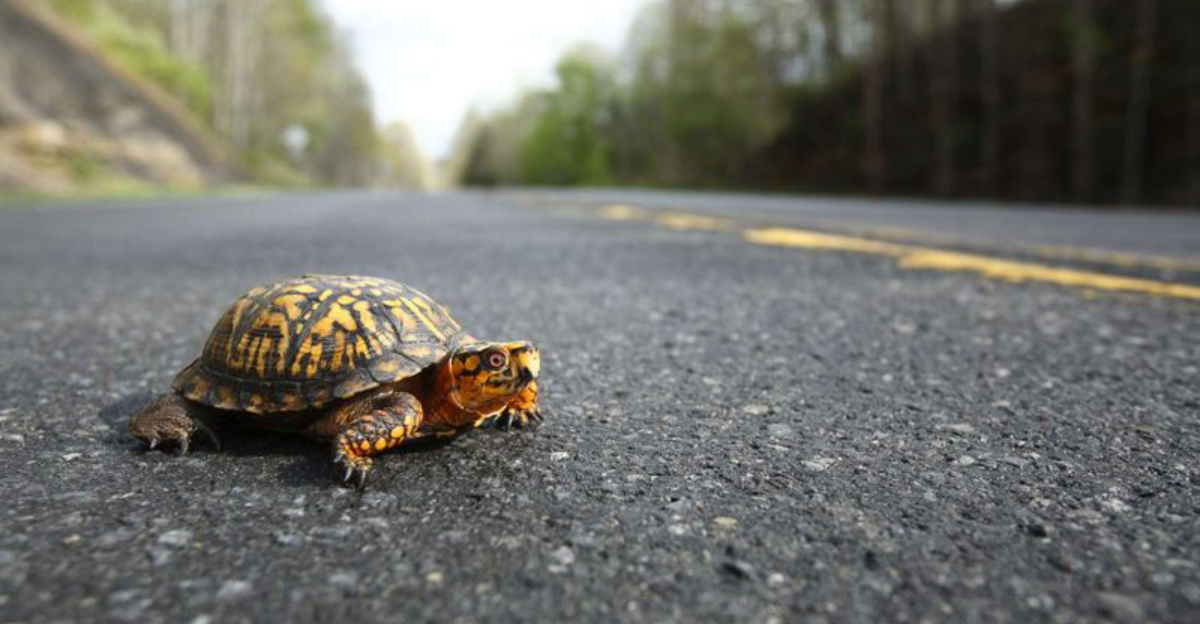 How Turtles Cross Roads Safely Thanks To Wildlife Tunnels
