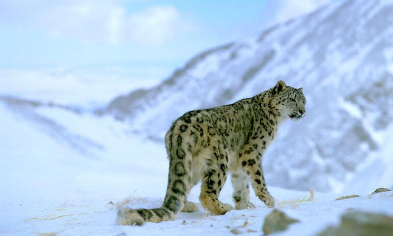 Shrinking Mountain Habitats