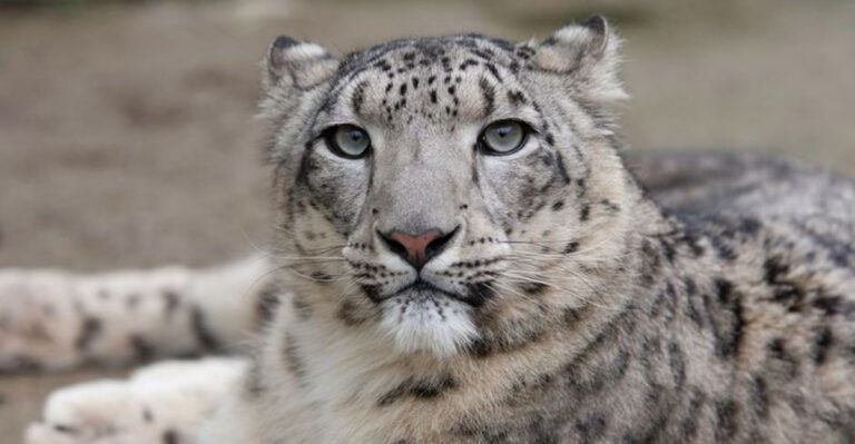 How Urban Expansion Poses A Threat To The World’s Shyest Big Cat