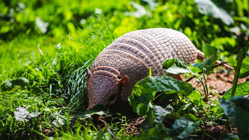 Why Ohio's Habitats Are Suddenly A Good Fit
