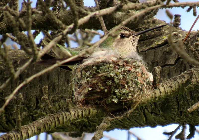 Hummingbird Nesting Facts You Should Know