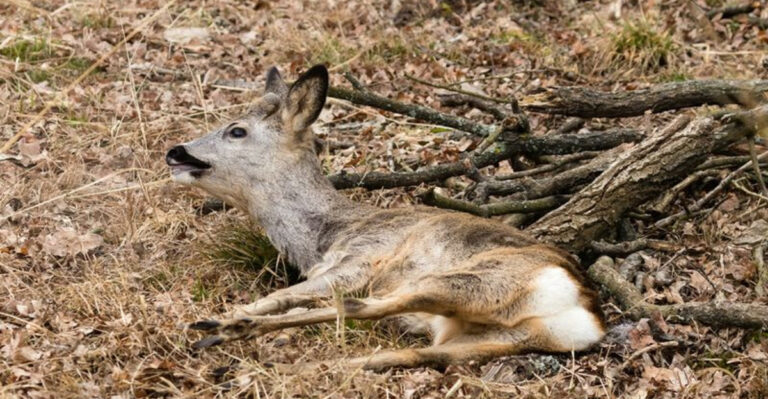 How Wild Animals Cope With Broken Bones In The Harshest Conditions