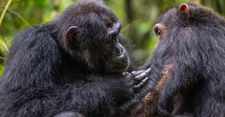 How Wild Chimpanzees Use Nature’s Medicine To Heal Themselves