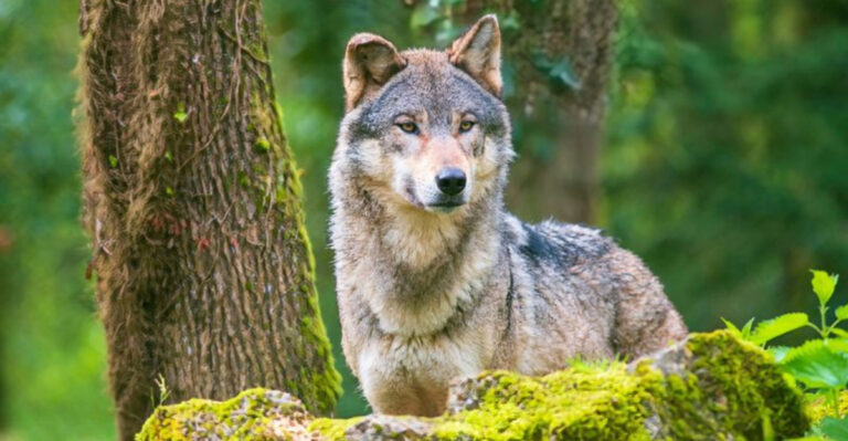 How Wolves Quietly Rebuilt Yellowstone’s Entire Ecosystem