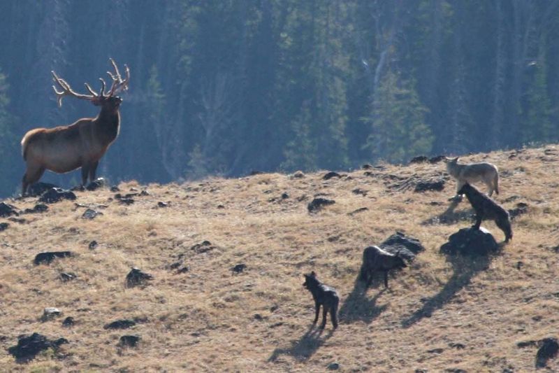 Deer Population Control