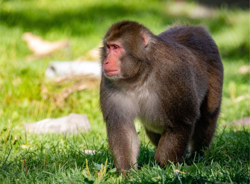 Japanese Macaque: Cultural Innovators