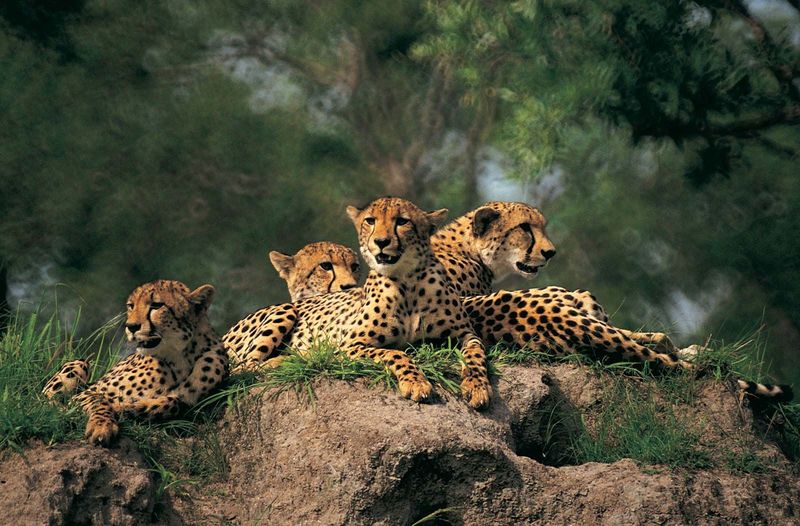 Natural Selection Favored Different Predators