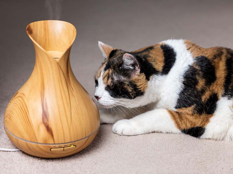 Essential Oils And Diffusers