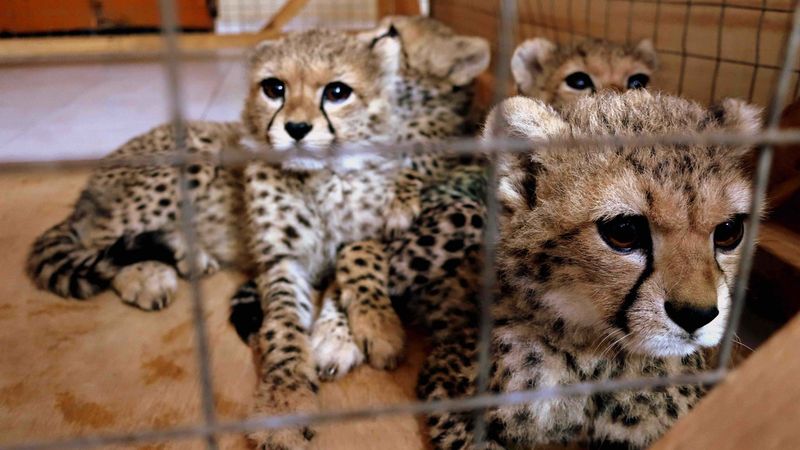 Poaching For The Illegal Pet Trade