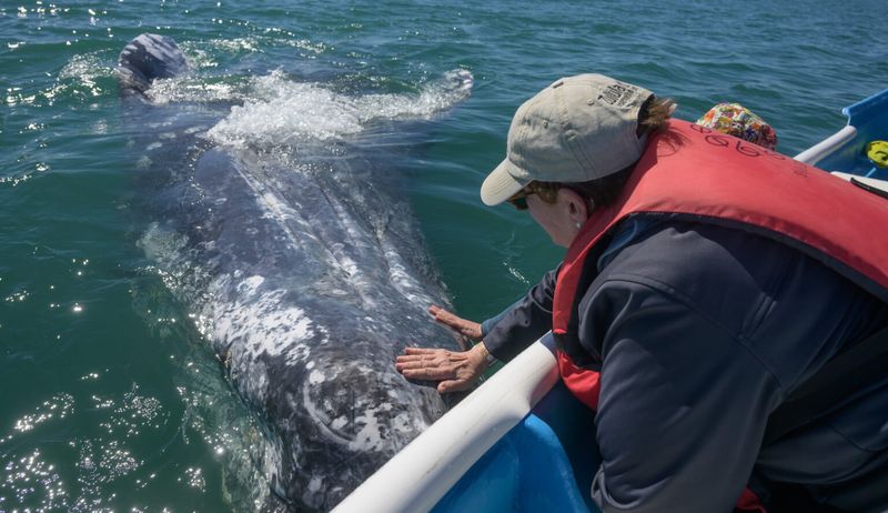 Whales Often Approach Boats Calmly, Seemingly Out Of Interest