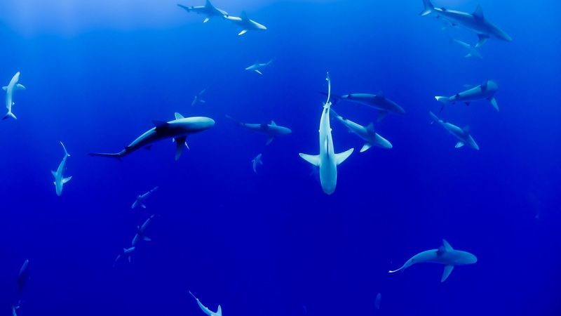 Oceans Need Their White Blood Cells