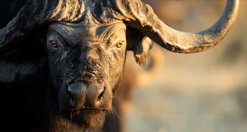 Cape Buffalo: The Black Lethality