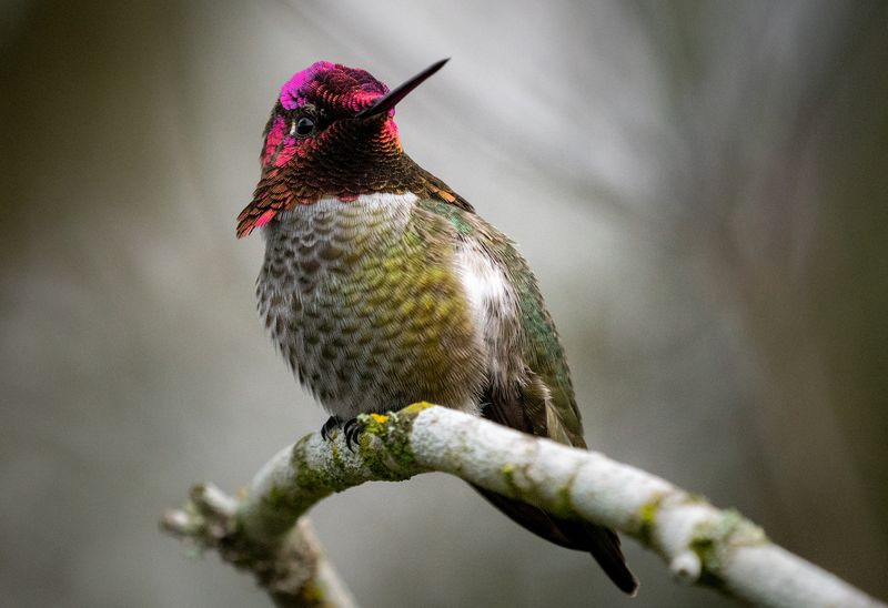 How Weather Affects Hummingbird Return To Texas