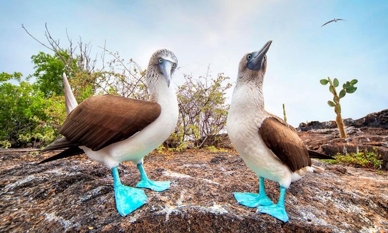 Blue-Footed Boobies