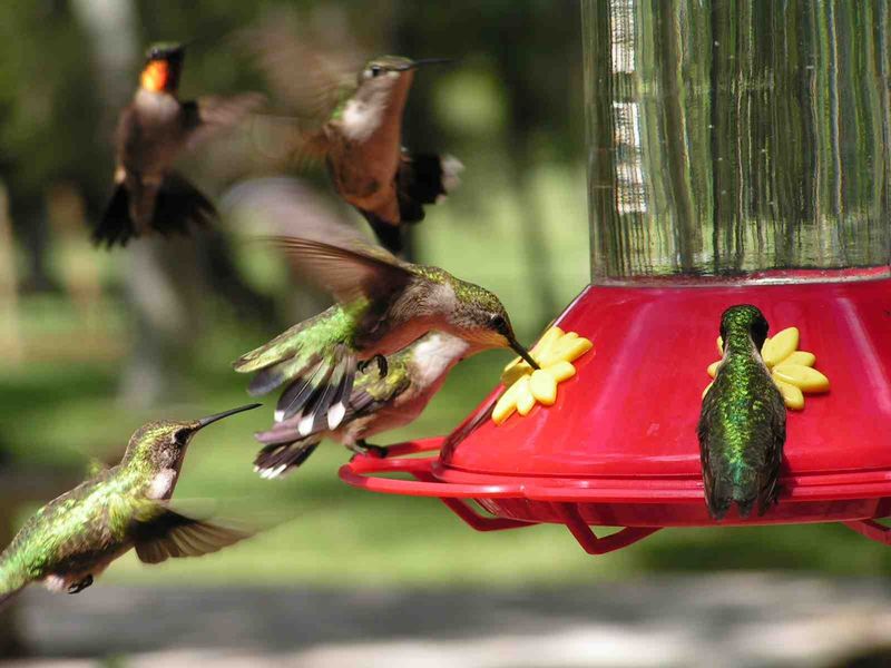 The Migration Journey Of Hummingbirds To Texas