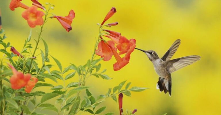 Hummingbird Return To Texas And Must-Know Facts
