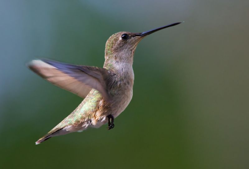 The Role Of Texas In Hummingbird Migration