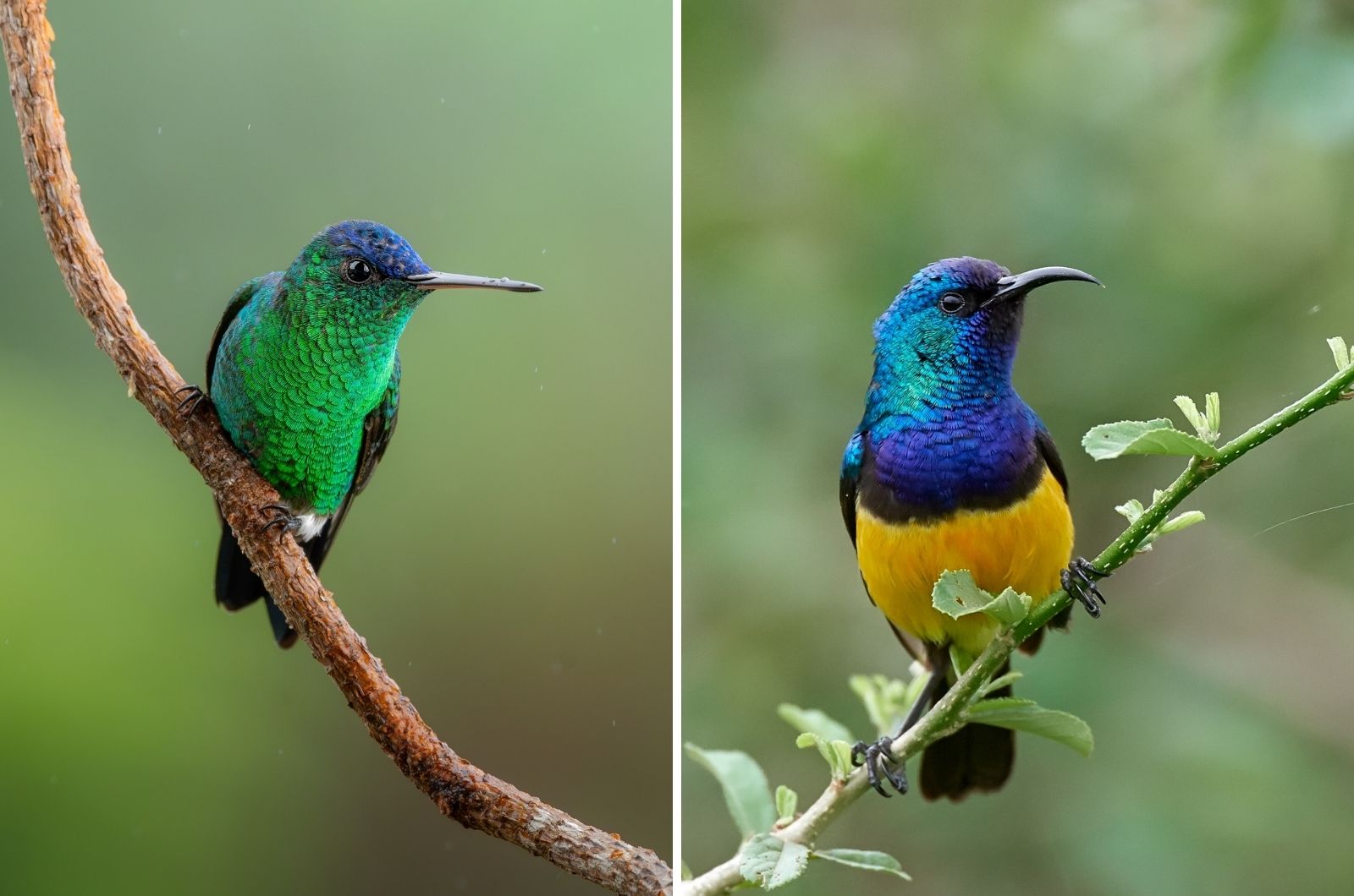 Hummingbirds And Sunbirds