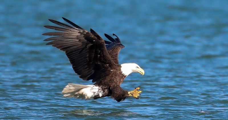 The Waterfowl Ambush Strategy