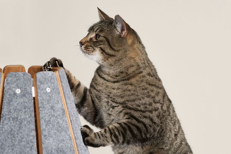 Dedicated Scratching Stations