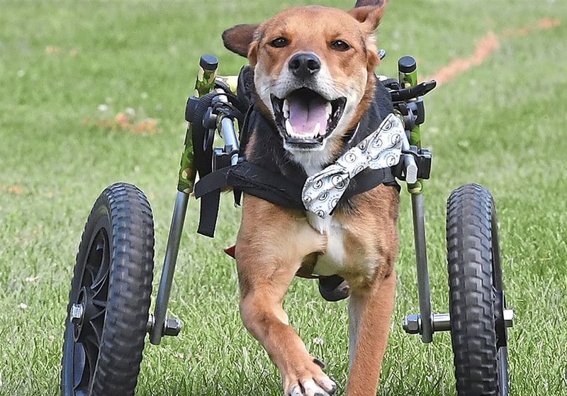 Special Needs Dogs Wait Years For The Right Match
