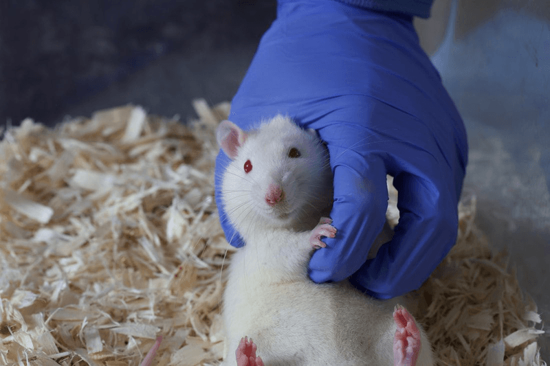 Rats