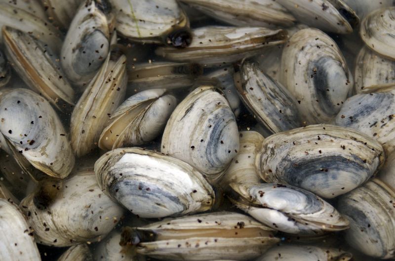 Clams