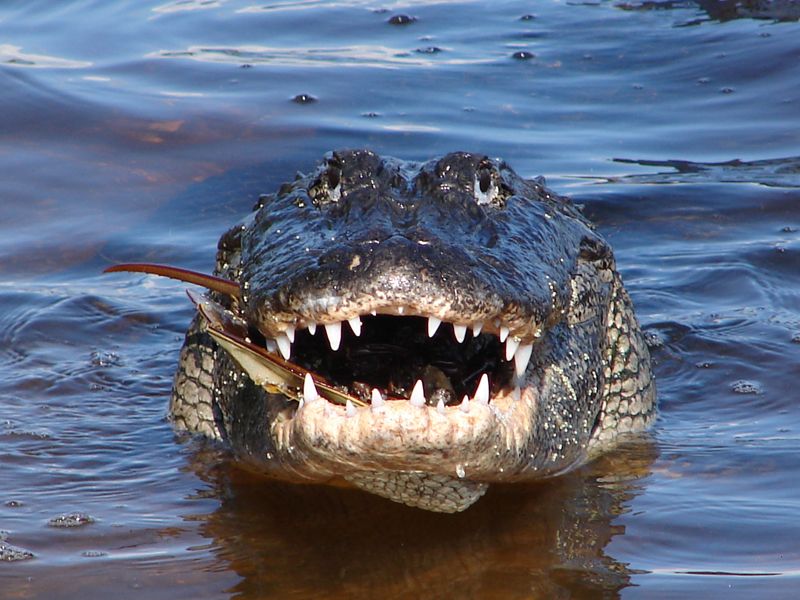 American Alligator – The Ambush Specialist