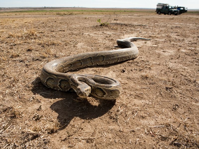 Python