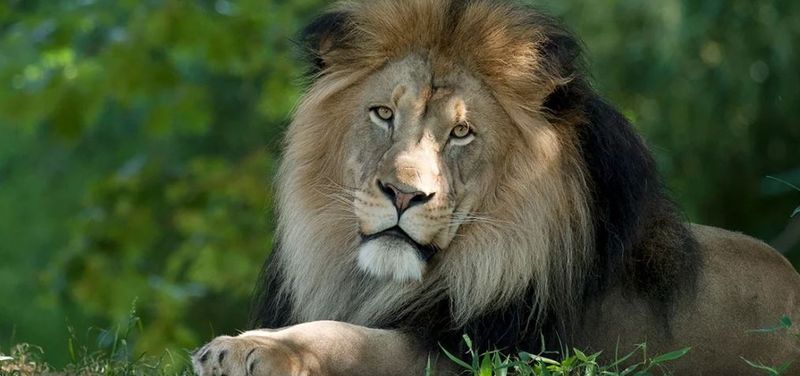 Asiatic Lions: Last Stand In Gir Forest