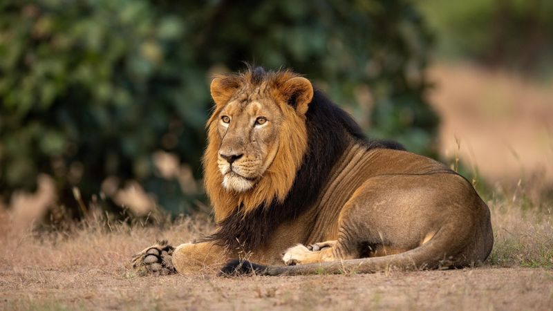 Asiatic Lion: Last Stand In India